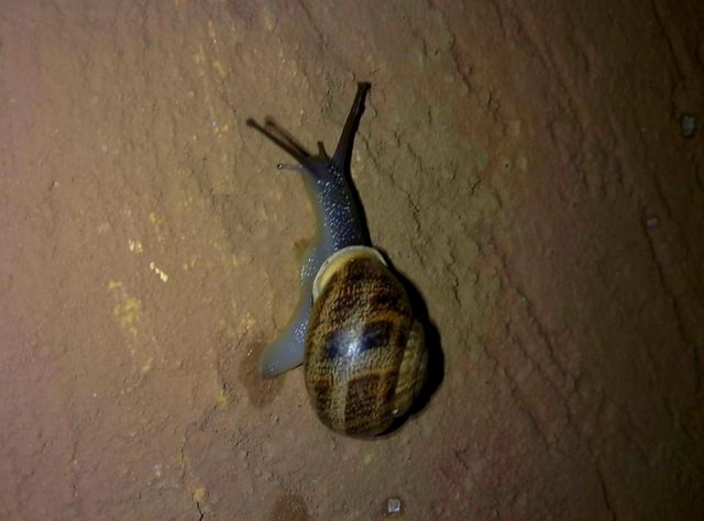 🐌 snail 🐌