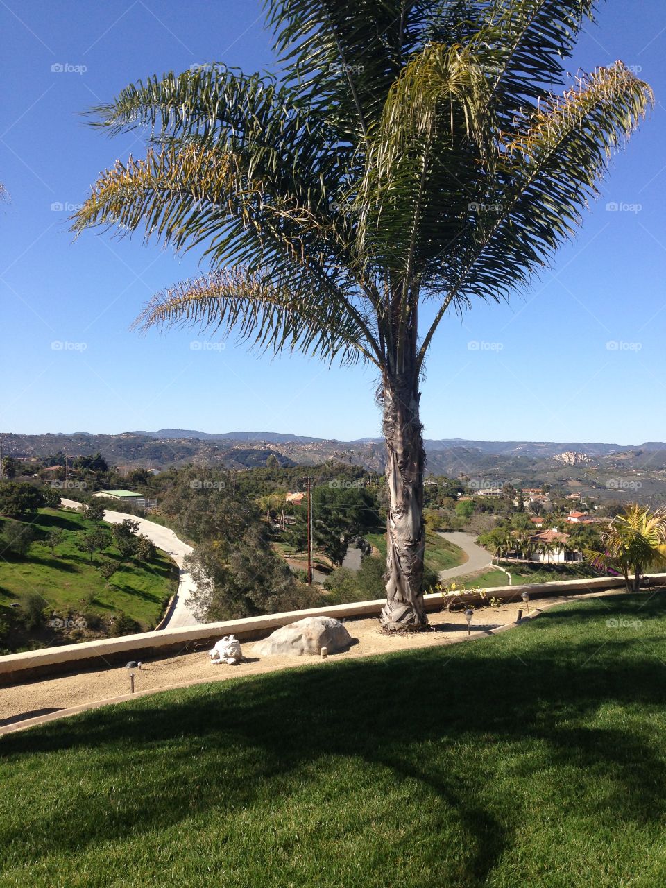 Lonely Palm Tree.  Fallbrook, California 