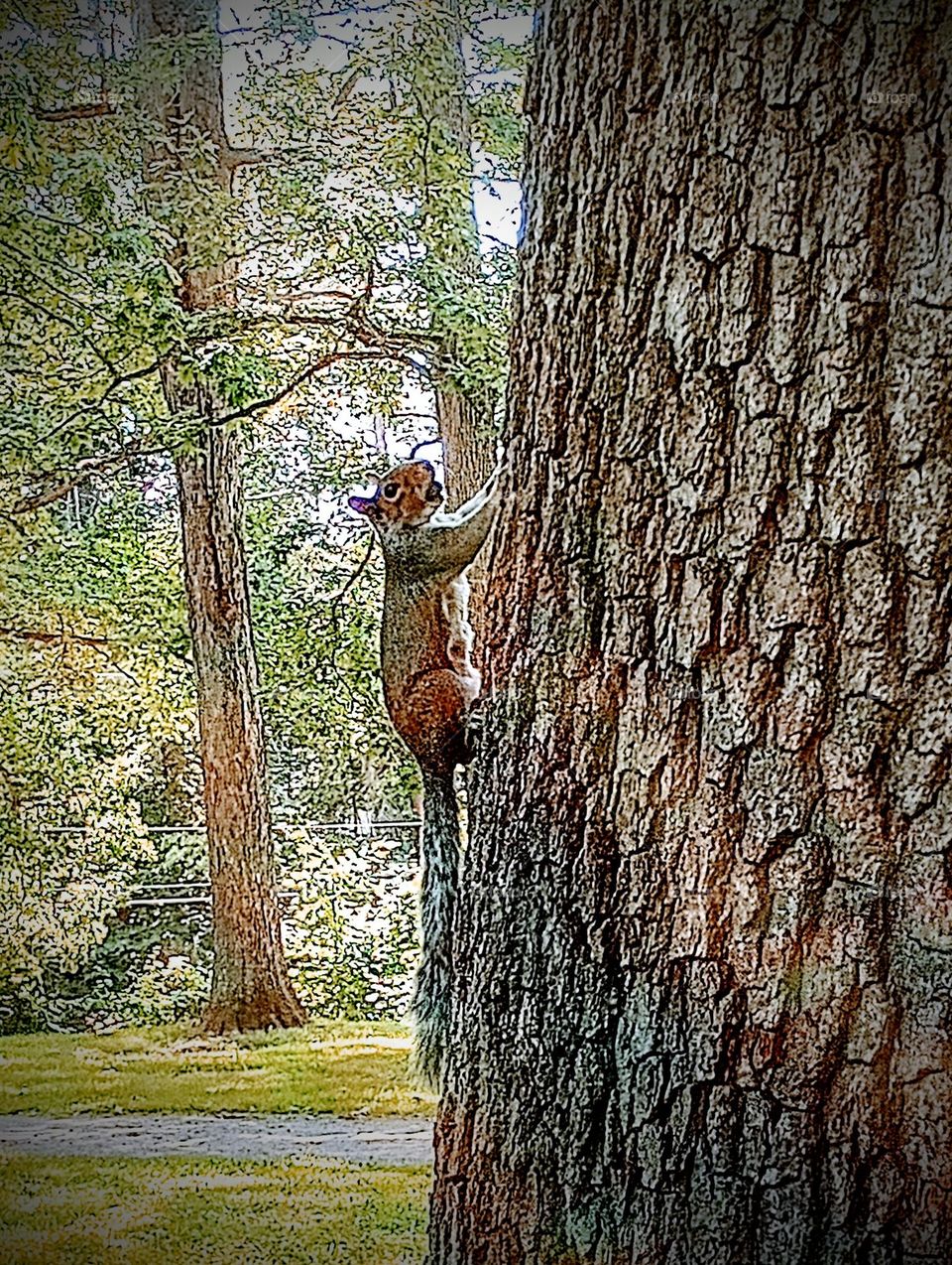 Tree Squirrel