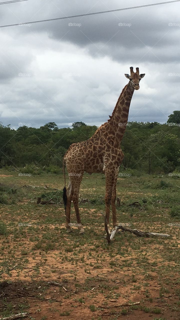 Girafa