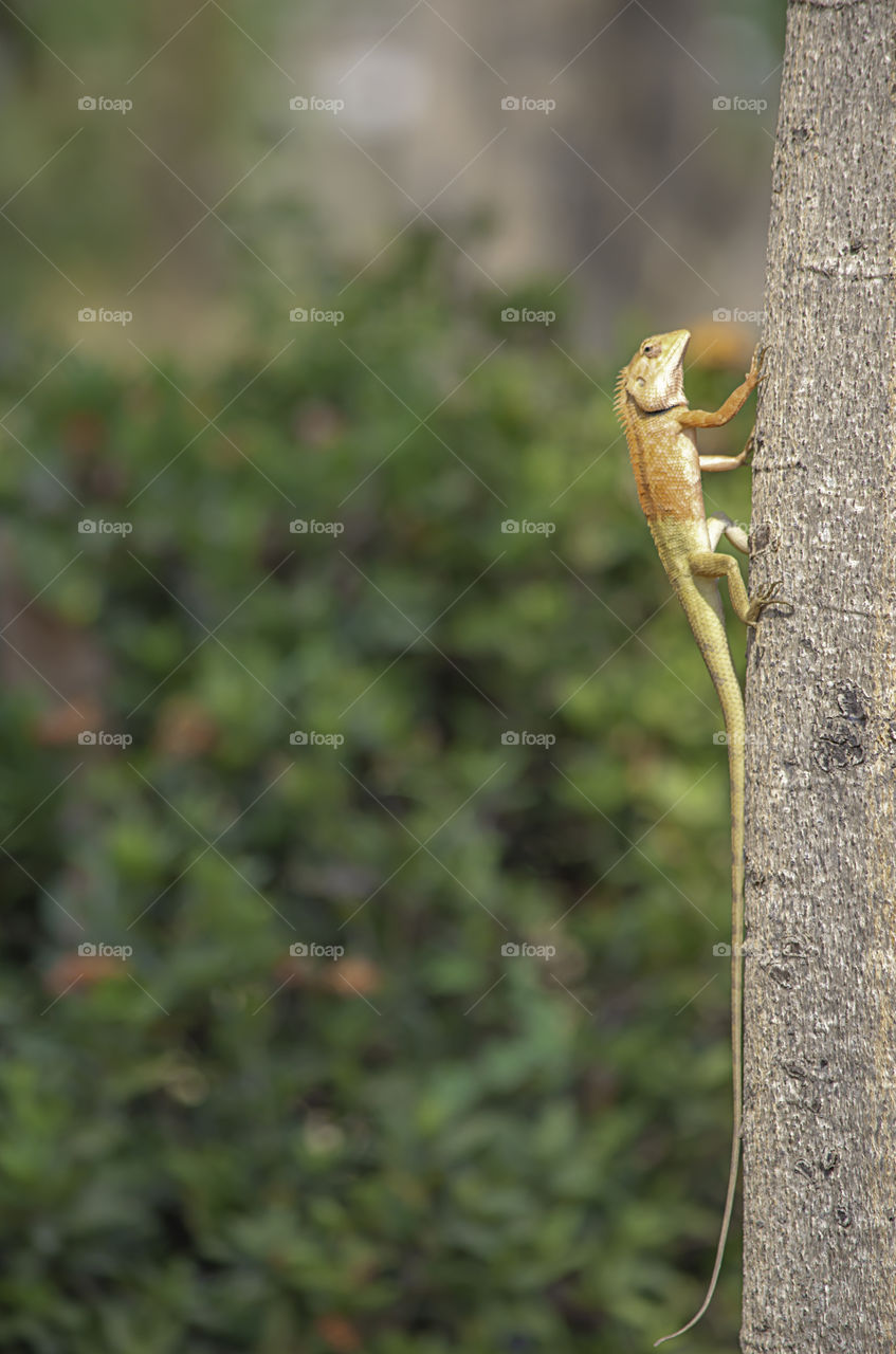 Chameleon orange on a tree Background blurred leaves.