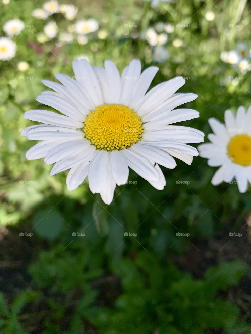 chamomile