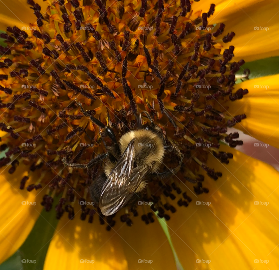 Beautiful sunflower with bee