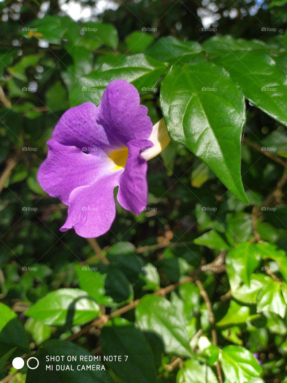 a purple flower in the garden