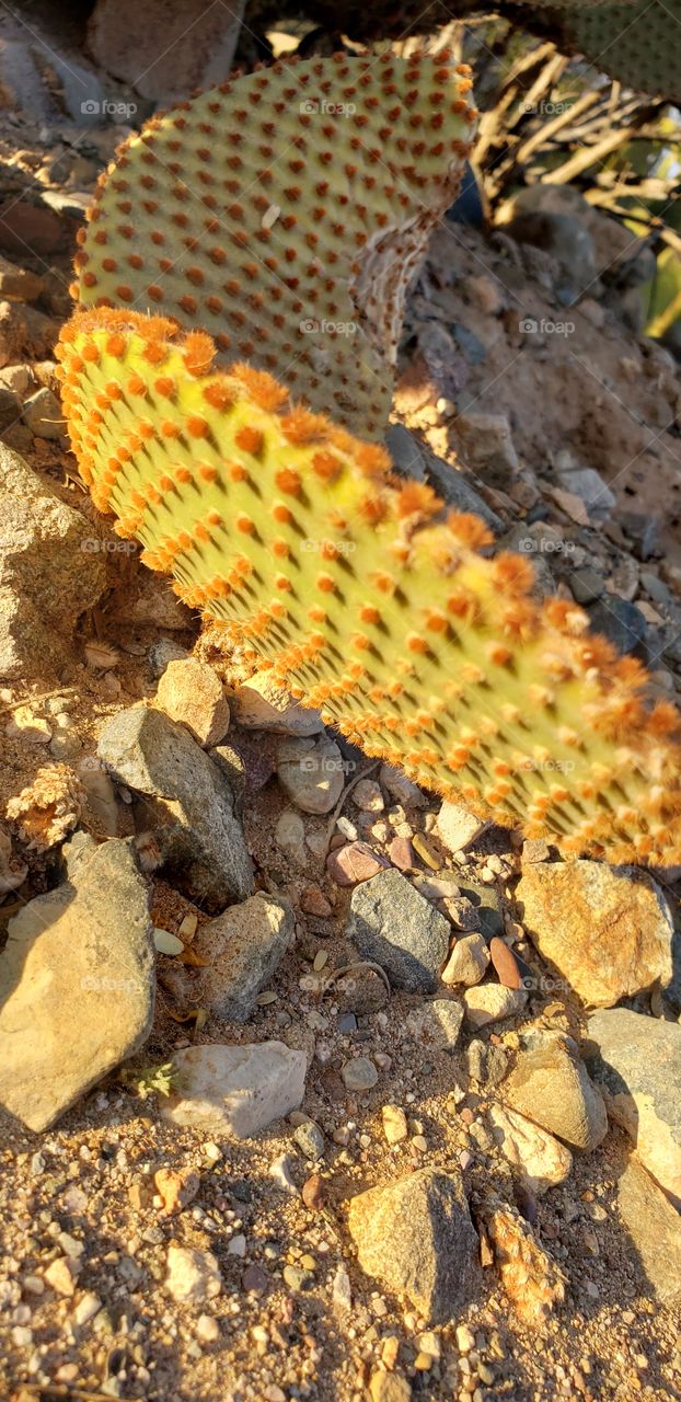 cactus in the desert