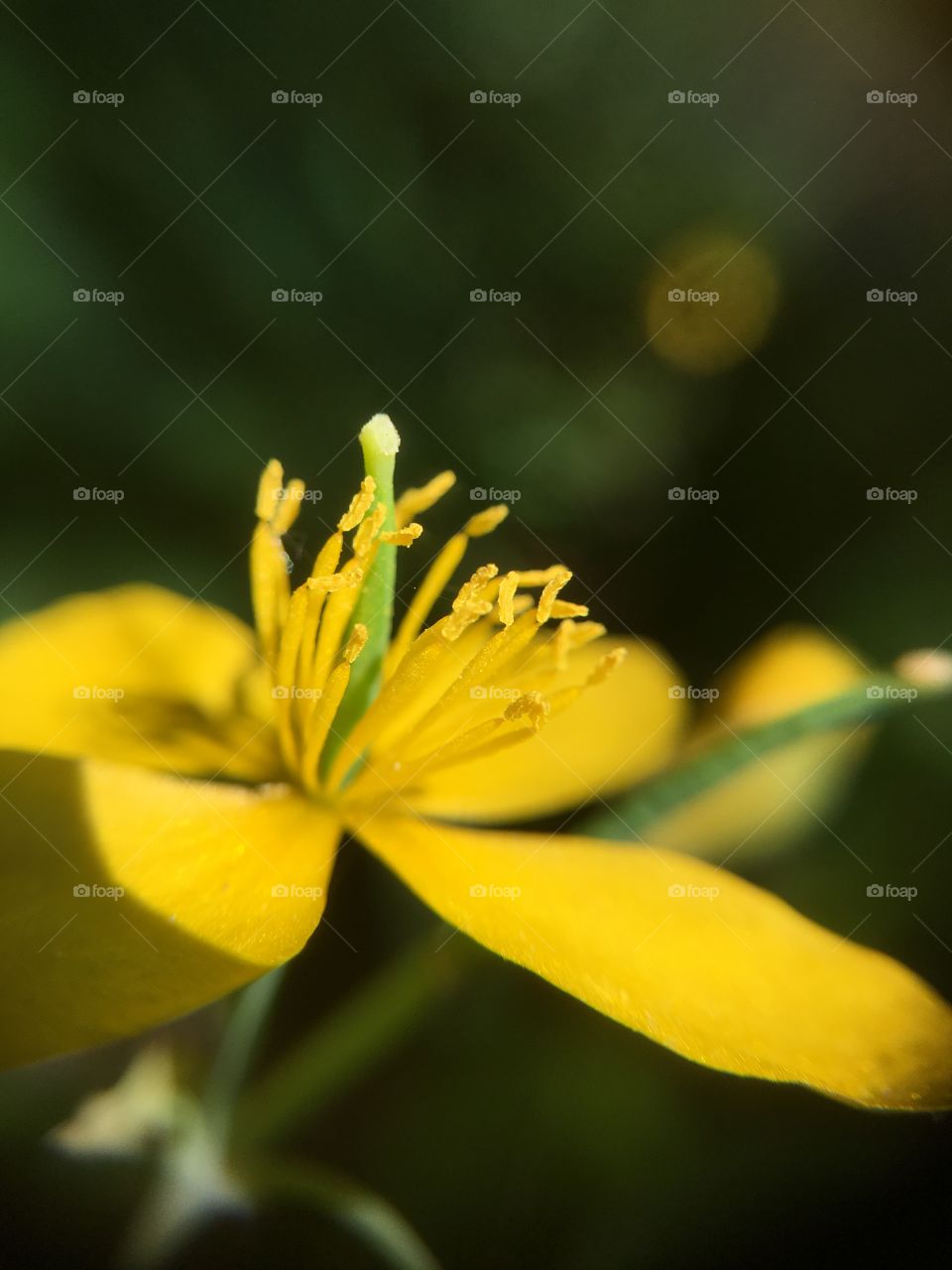 Yellow flower closeup