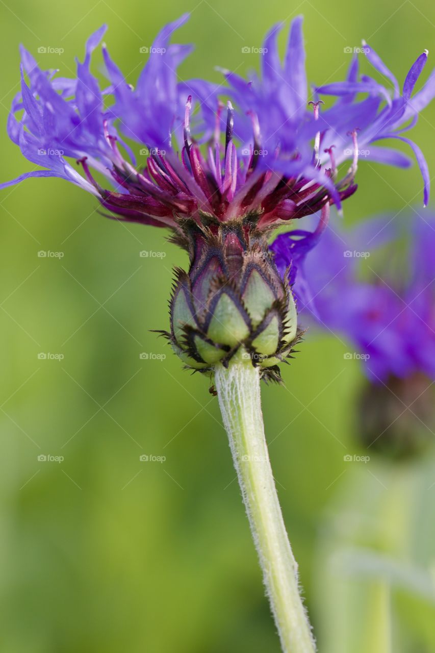 Close-up of violet cornflower