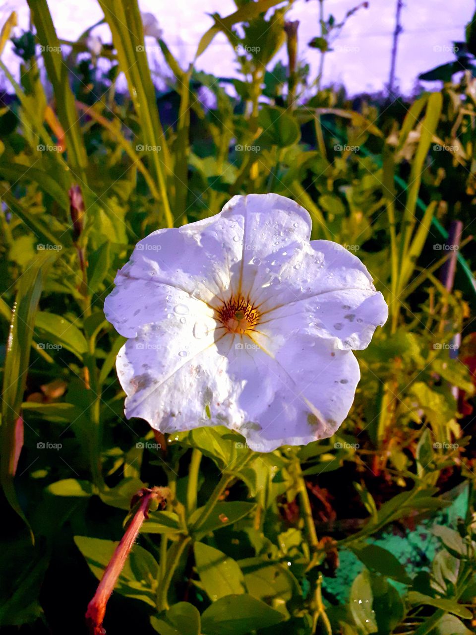 цветок петунья