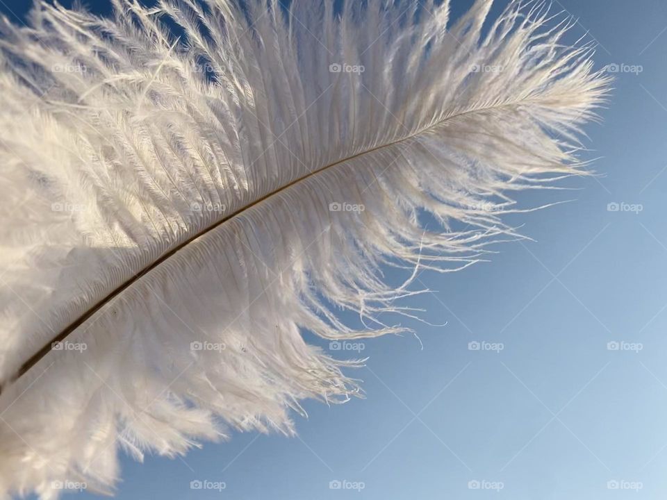 Feather 
