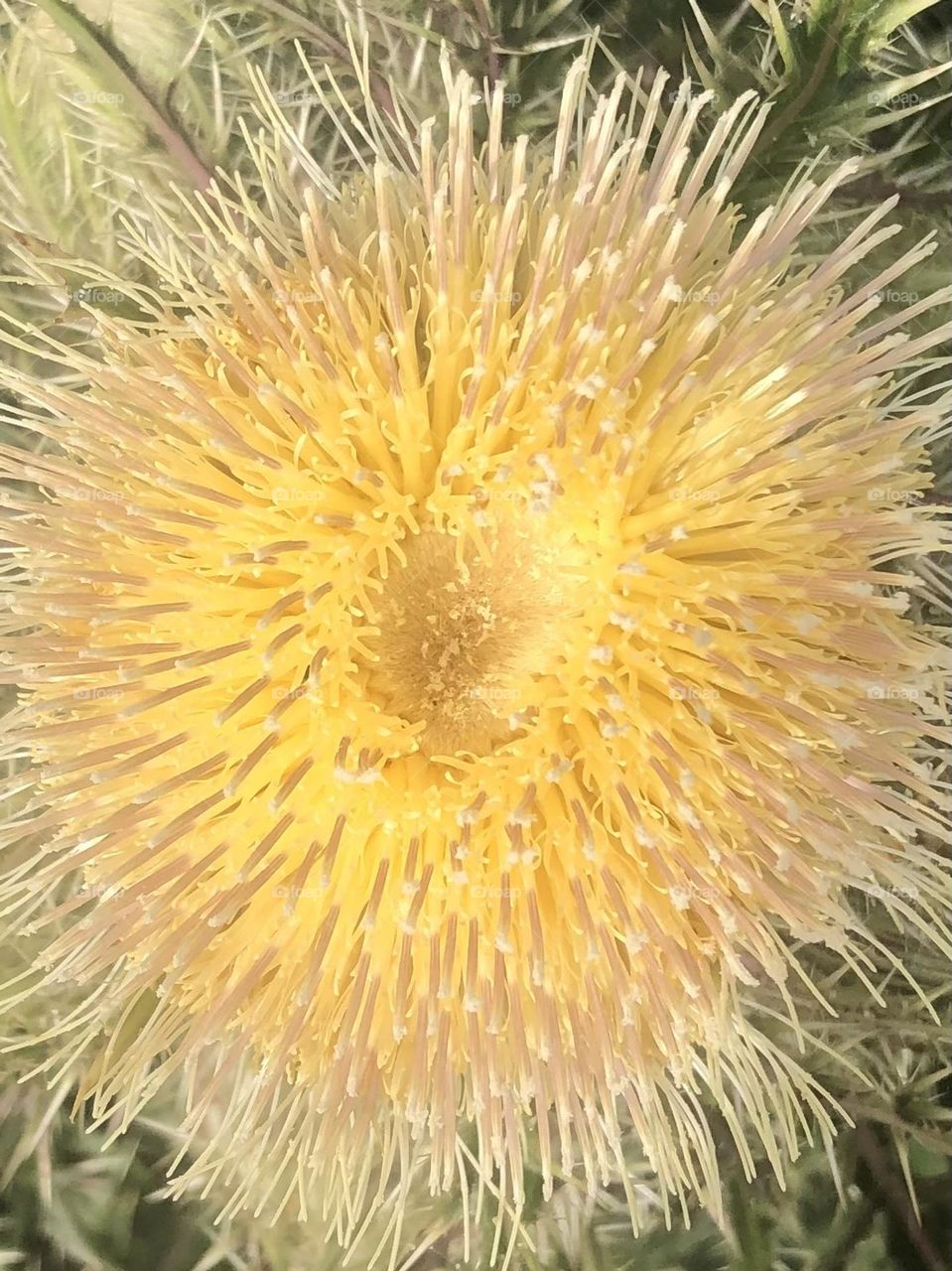 Top of a Thistle in full bloom along the highway in Texas. Pretty from above!!