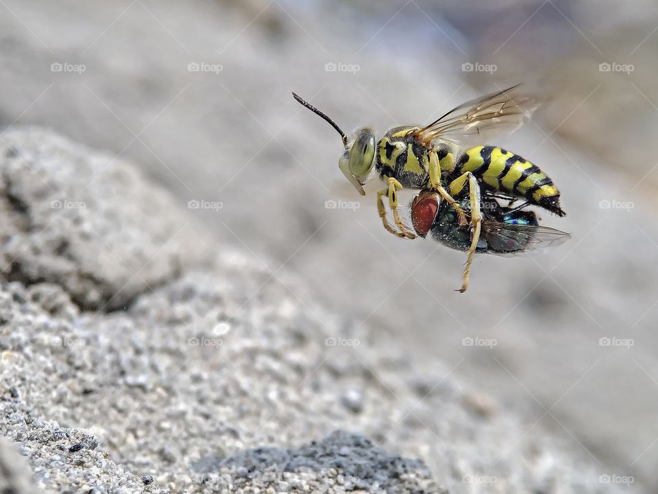 sand wasps with prey