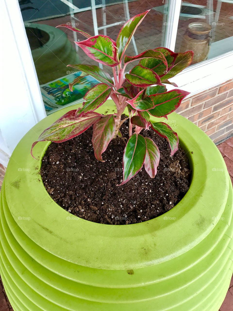 Close-Up Potted Plant