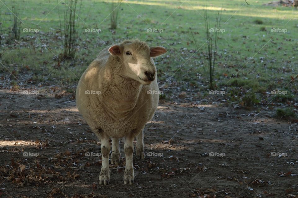 Sheep