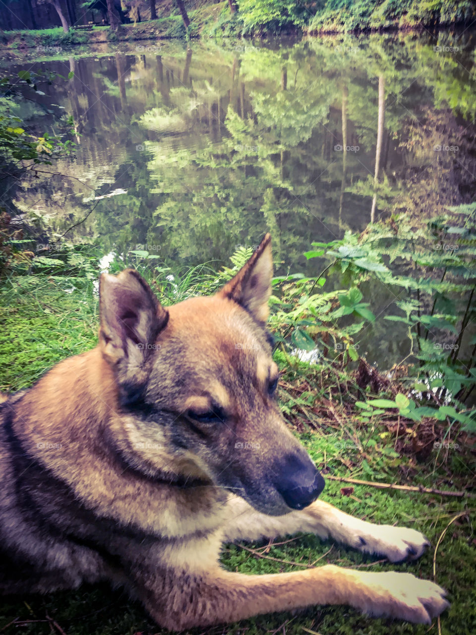 Dog at the  Forest lake 