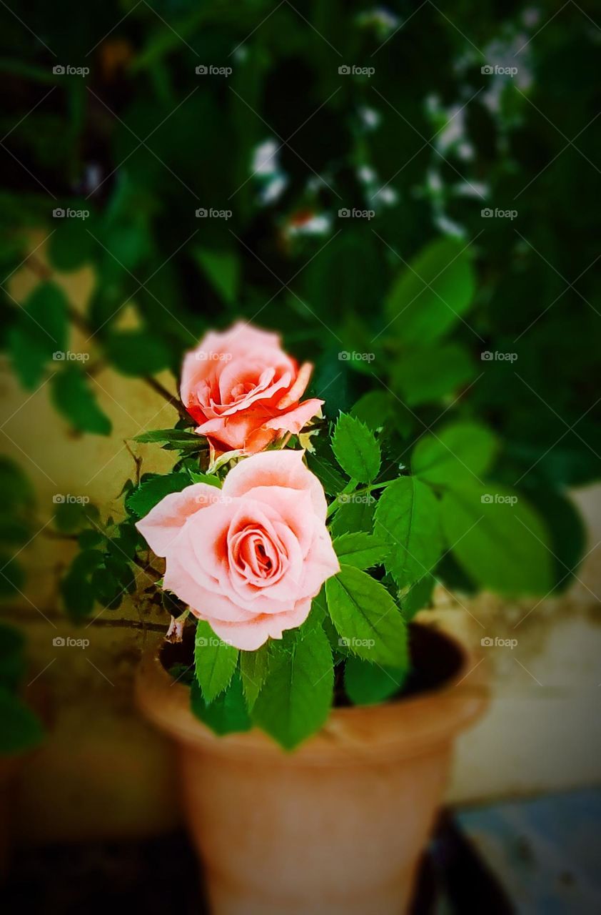 Rose is the symbol of love