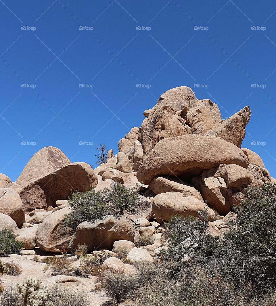 unique holders at Joshua Tree National park