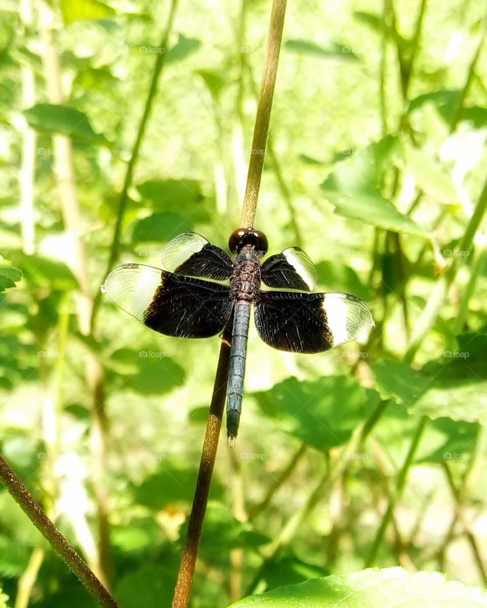 dragonfly