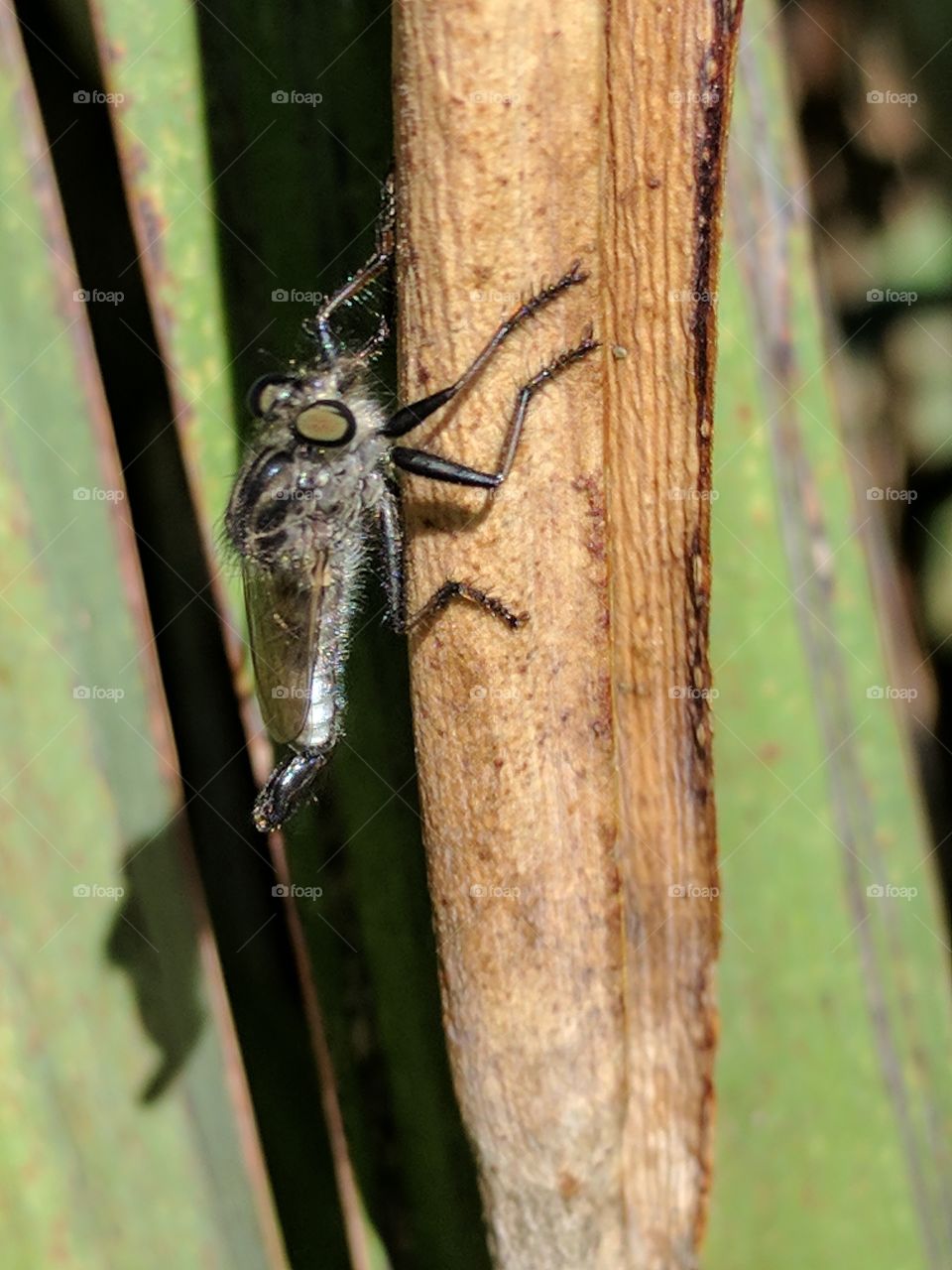 robber fly