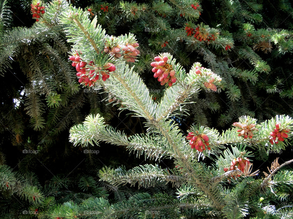 Red fir, spruce buds in spring