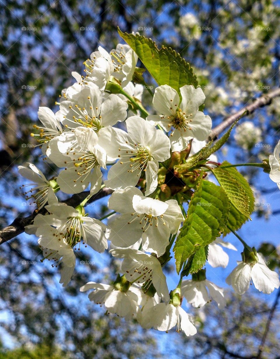 Spring flowering in the park 🌸