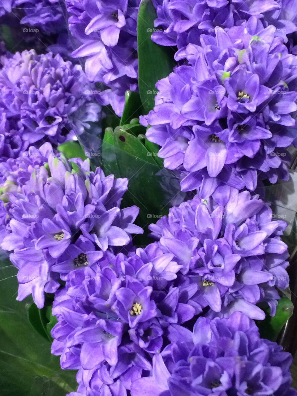 Purple hyacinths