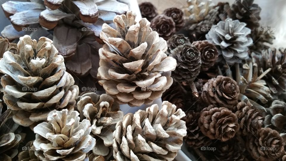 bleached ,pinecones, pinecone, autumn, autumnal, seasonal, English, October, November, September, bleach, bleaching, crafted, crafting, craft, crafts, natural, decorating, decorative, Dec's