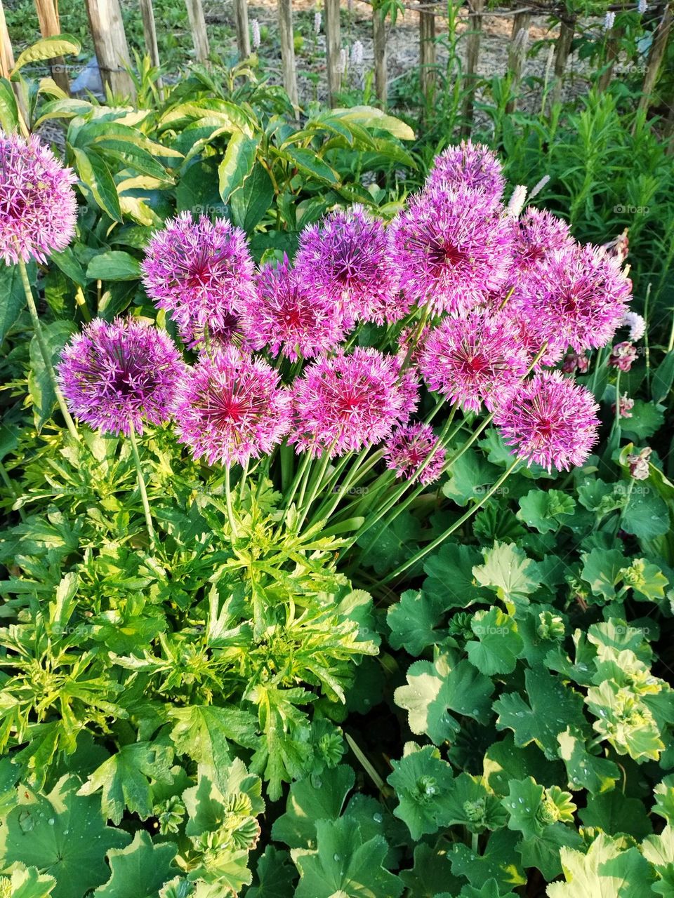 Urban nature- plants