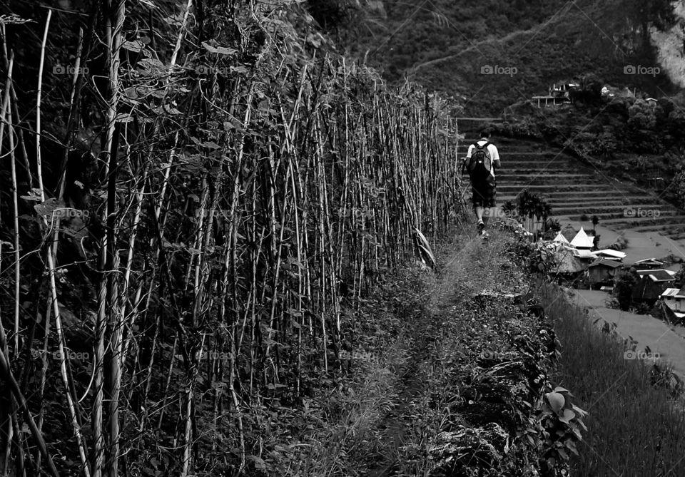 the walk, batad rice terrace