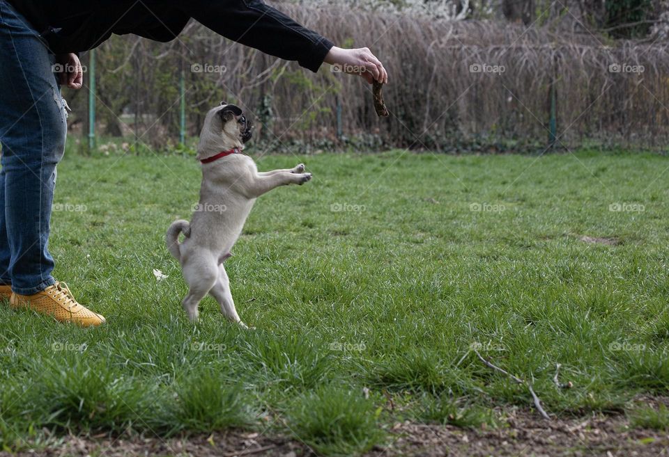 Dog playing with his friend in the park 