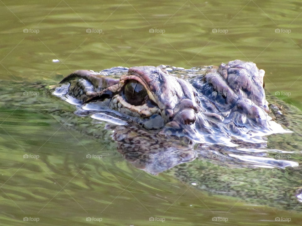 close up alligator head above water in swamp
