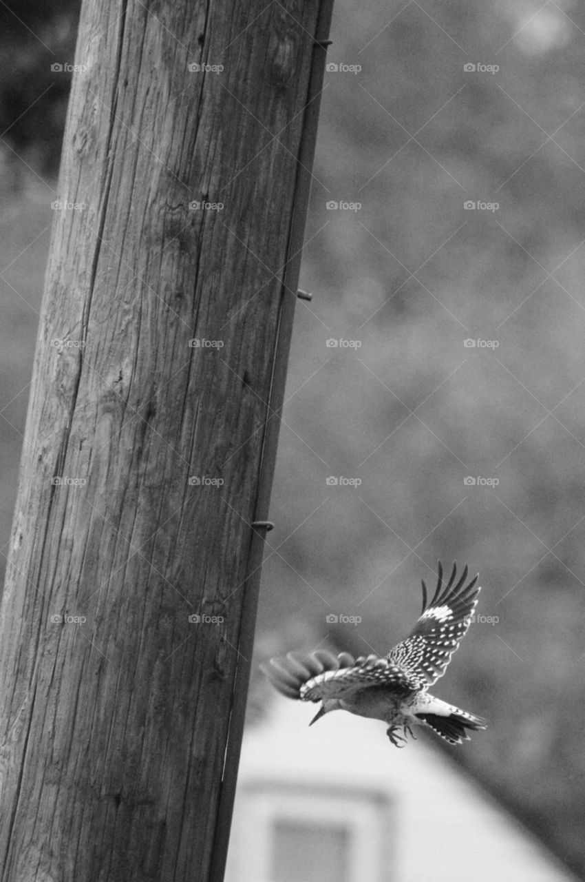 Red Headed Woodpecker