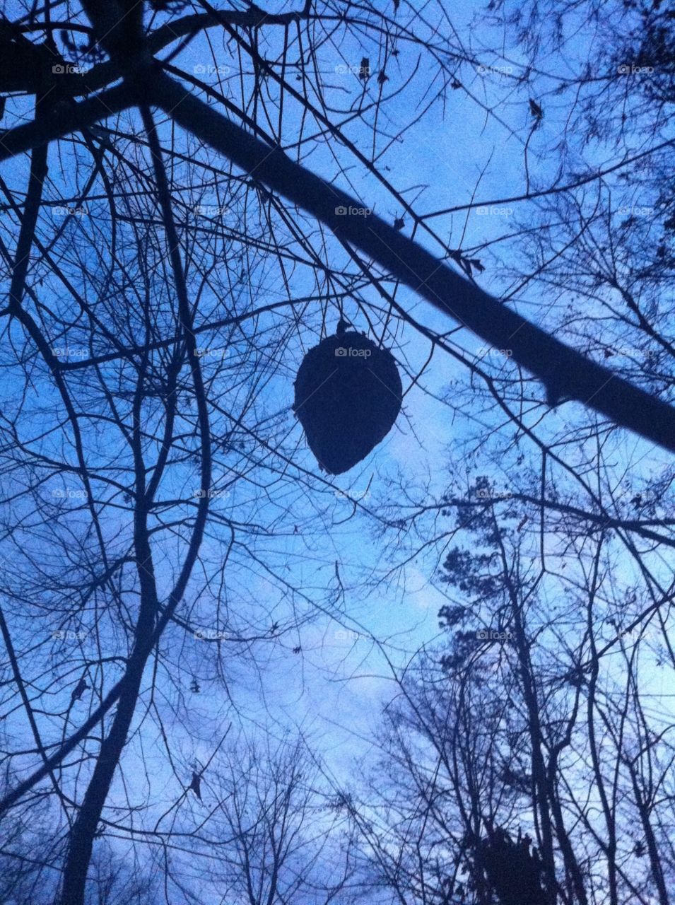 Hornets' Nest. A hornets' nest in the woods near my grandmother's house at twilight. 