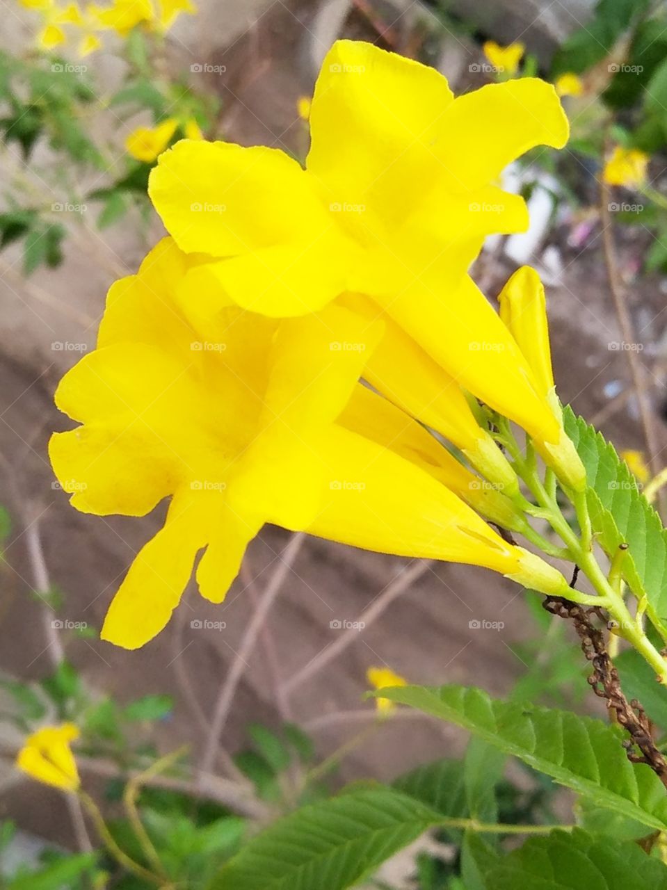nature yellow flower 🌺🌻🌹🌷