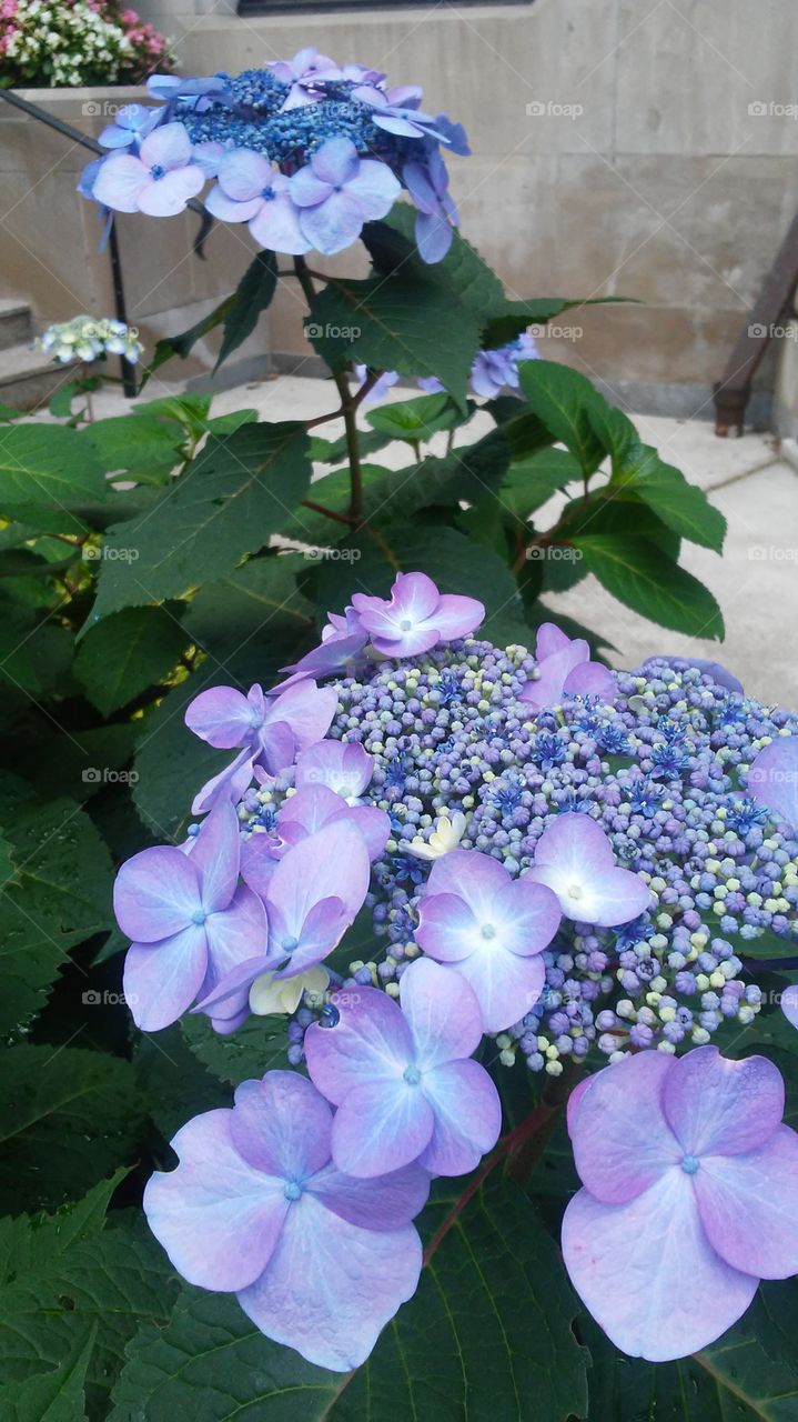 Flower, Nature, Flora, No Person, Leaf