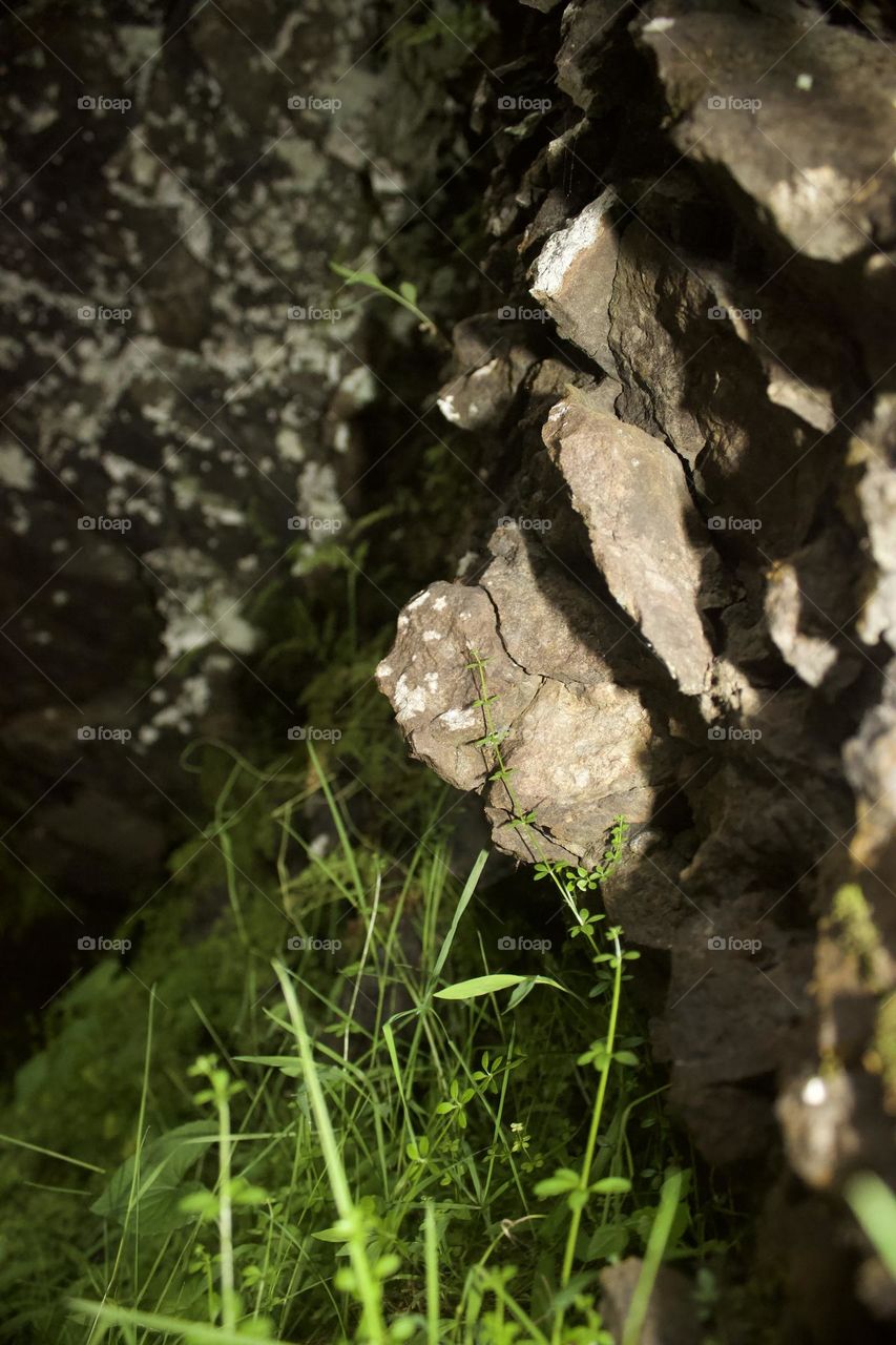 Creeping up the rocks