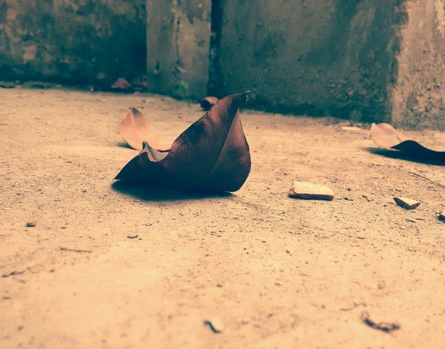 Dry Leaf