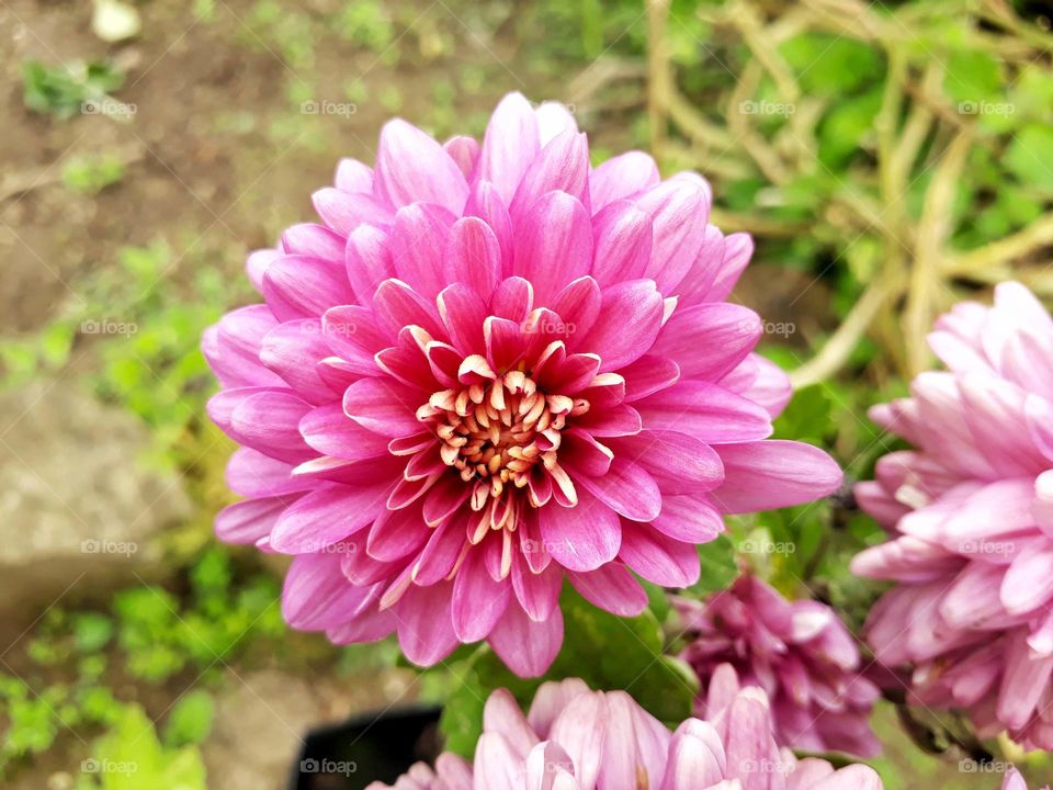 closeup shot of chrysanthemum
