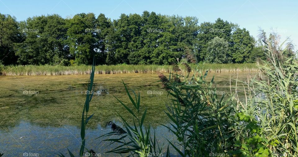 synny day by the pond