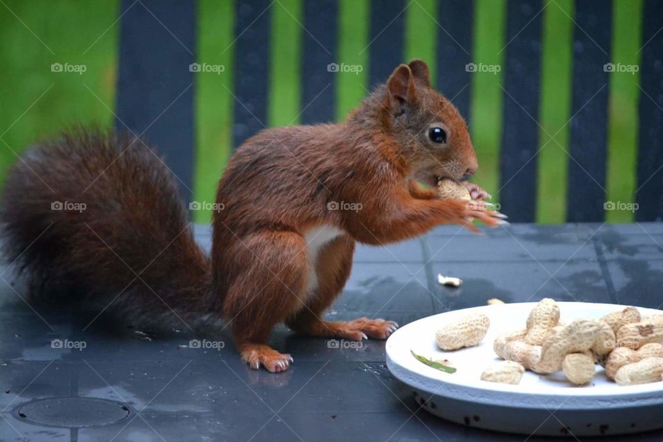 Fluffy squirrel eating peanuts