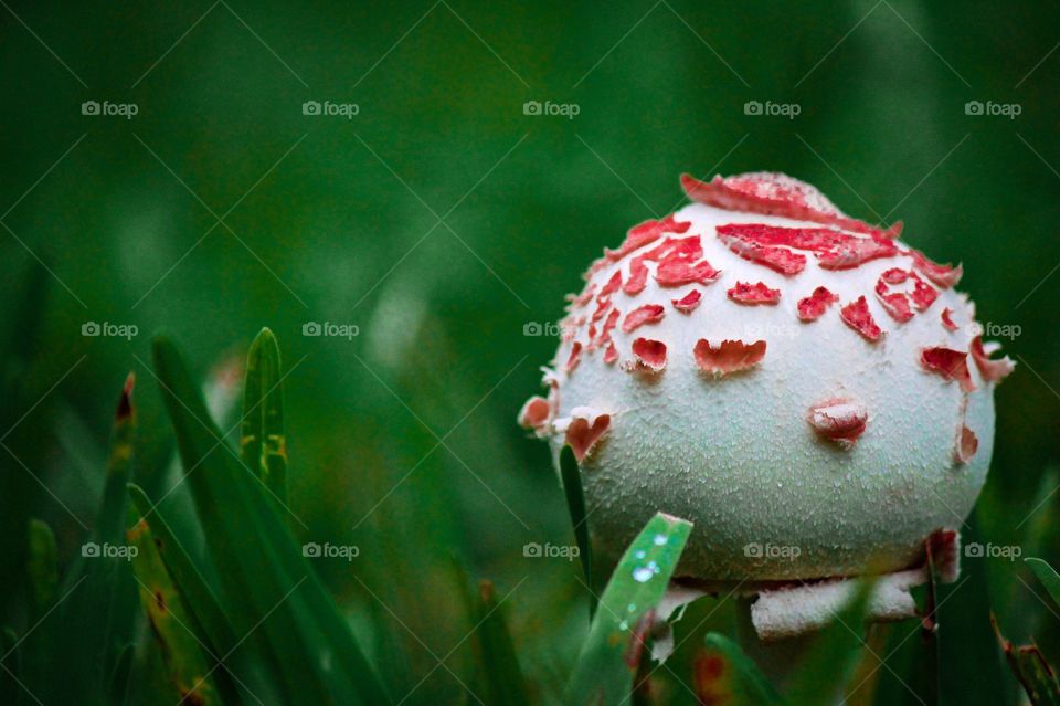 Mushroom Bloom