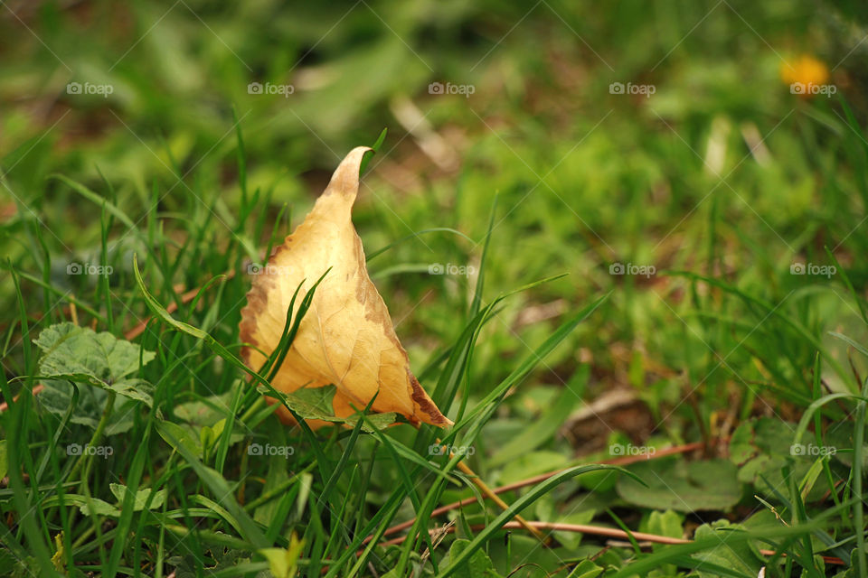 Dried leaf