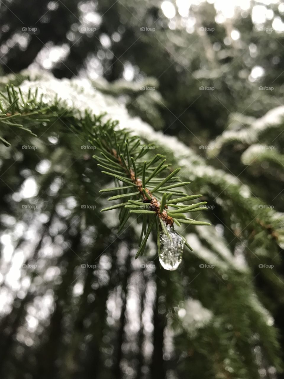 Winter frost smelting