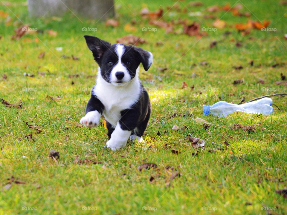 Animal, Dog, Cute, Grass, Mammal