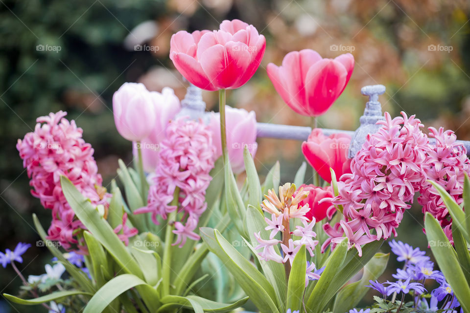 Hyacinths and tulips in a garden