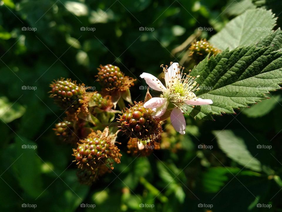 Unripe blackberry in sunlight in the morning.  Blackberry blossom. Green, pink, orange, white colours. Nectar. Healthy food. Floral desktop background. Food background