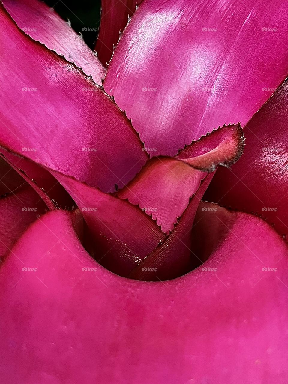 Neoregelia Flowering Plant 