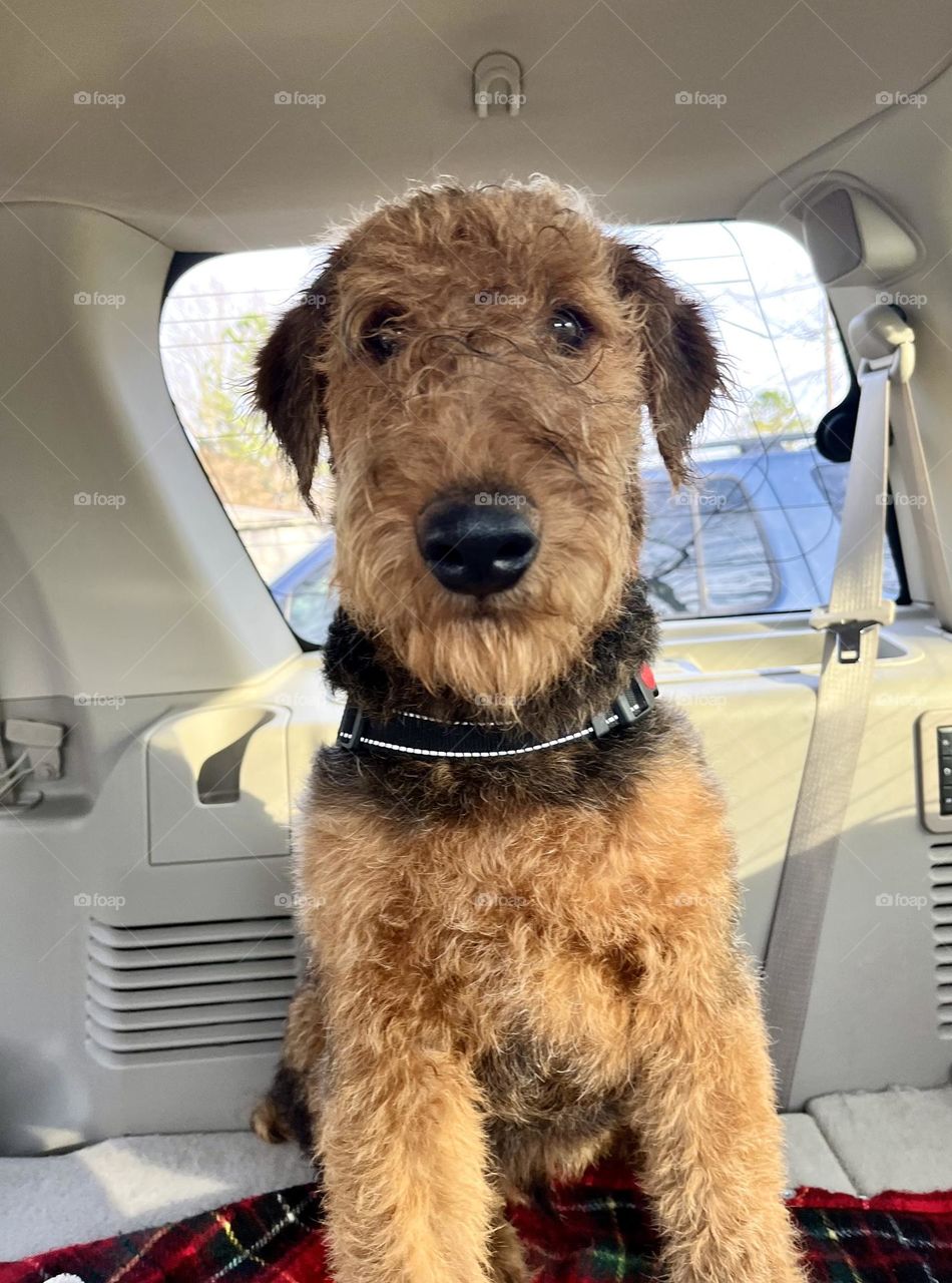 Airedales are the cutest!