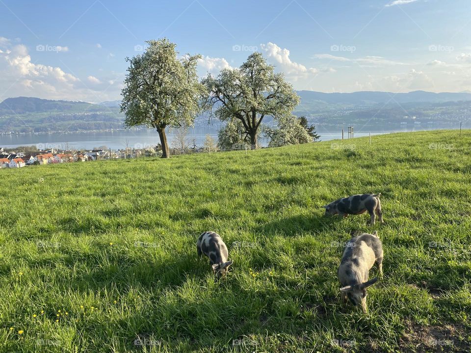 Three pigs on grassland with phantastic lake view on a sunny Summer Day 