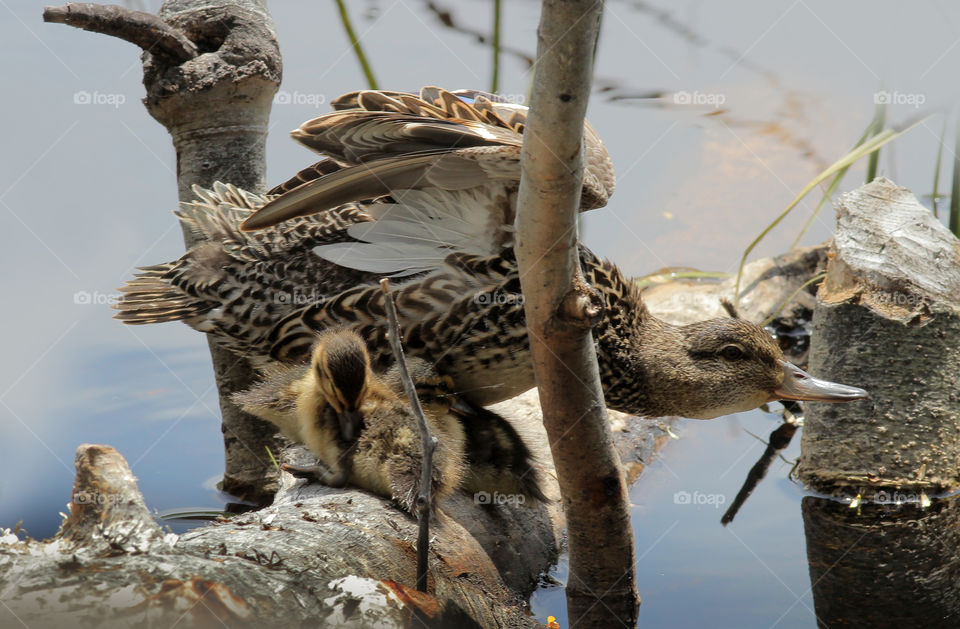 Green-winged Teal Mother Duck with Ducklings