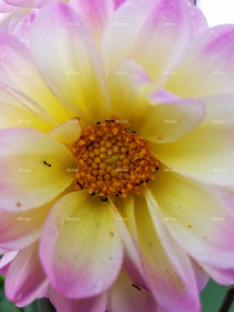 Close up of Ant on Dahlia